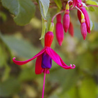 Fuchsia Cooperi Flower seeds for Planting - Pollinator Friendly, Heirloom & GMO Free Seeds for Home Garden