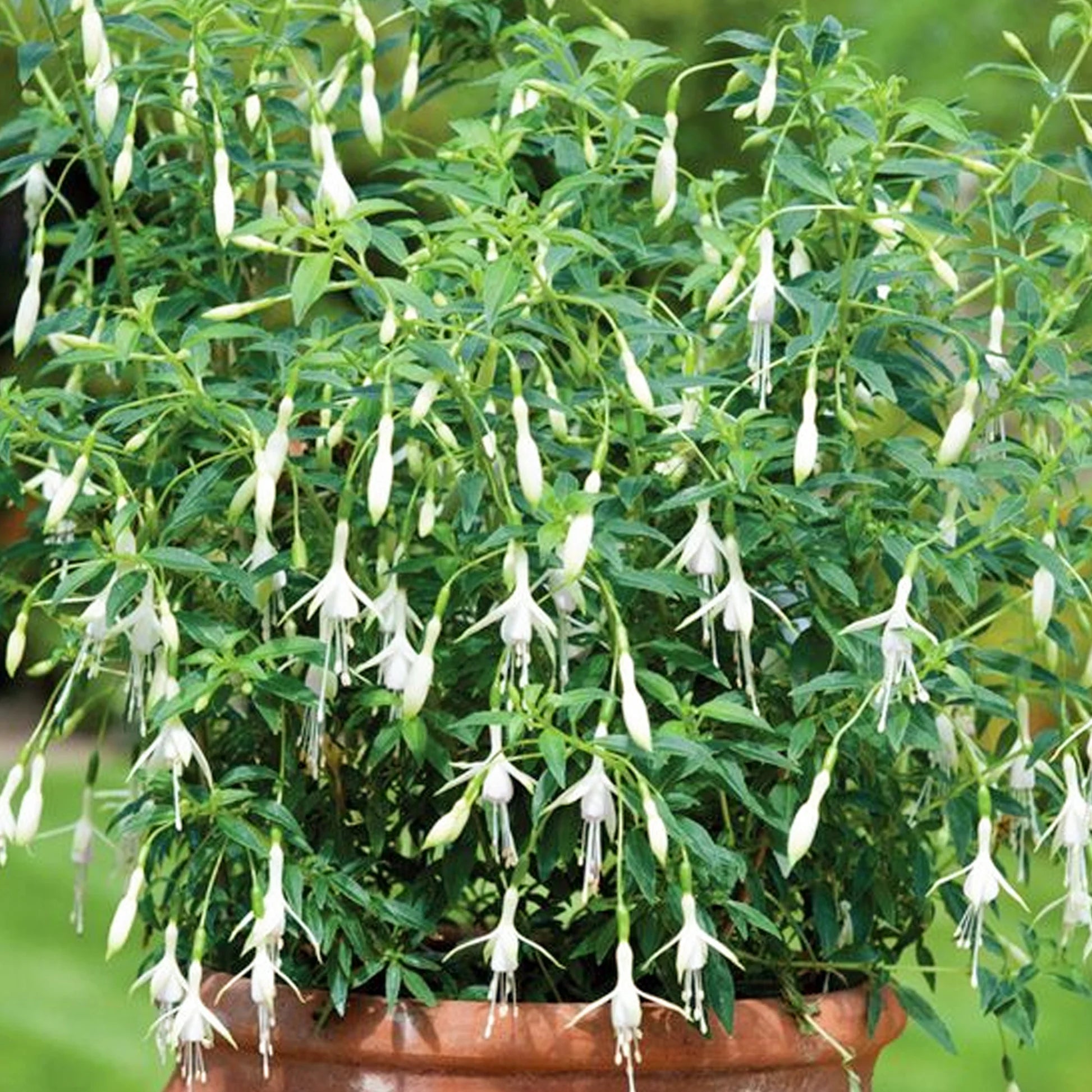 White Fuchsia Flower Seeds for Planting - Gorgeous Annual Blooms