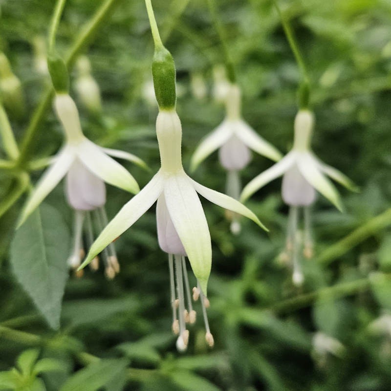 Fuchsia Flower Seeds for Planting - Green & White Variety