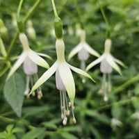 Fuchsia Flower Seeds for Planting - Green & White Variety