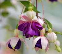 Lanterna of Flowers Semi Fuchsia Hanging Flowers