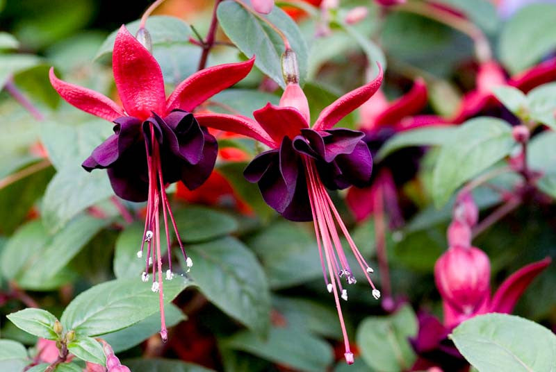Black Fuchsia Flower seeds for Planting - Bright Blooms, Heirloom & GMO Free Seeds for Home Garden
