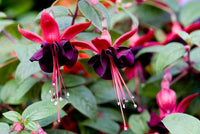 Black Fuchsia Flower seeds for Planting - Bright Blooms, Heirloom & GMO Free Seeds for Home Garden