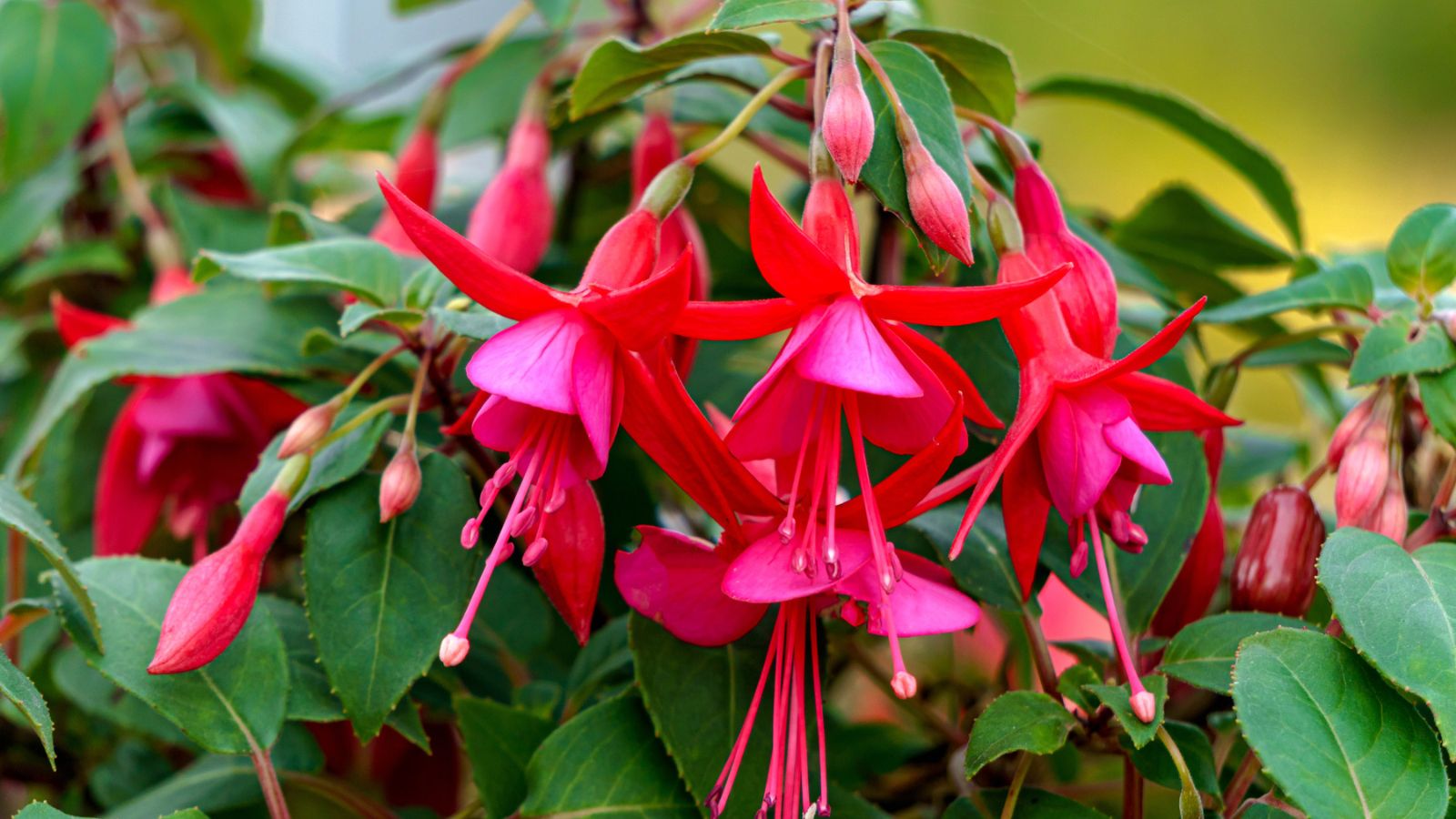 Fuchsia Flower Seeds for Planting - Vibrant Red Annuals for Your Garden