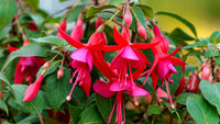 Fuchsia Flower Seeds for Planting - Vibrant Red Annuals for Your Garden