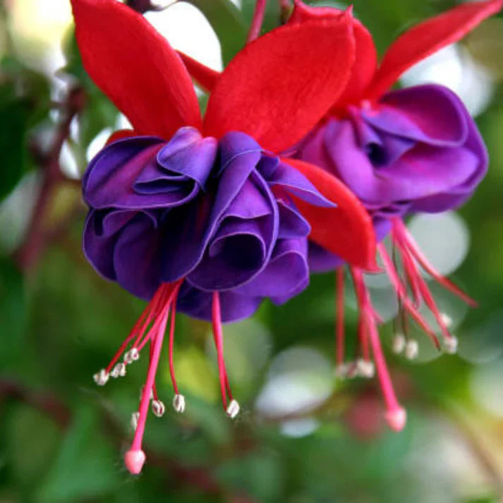 Heirloom Fuchsia Flower seeds for Planting Fragrant Blossoms Heirloom & GMO Free Seeds for Home Garden