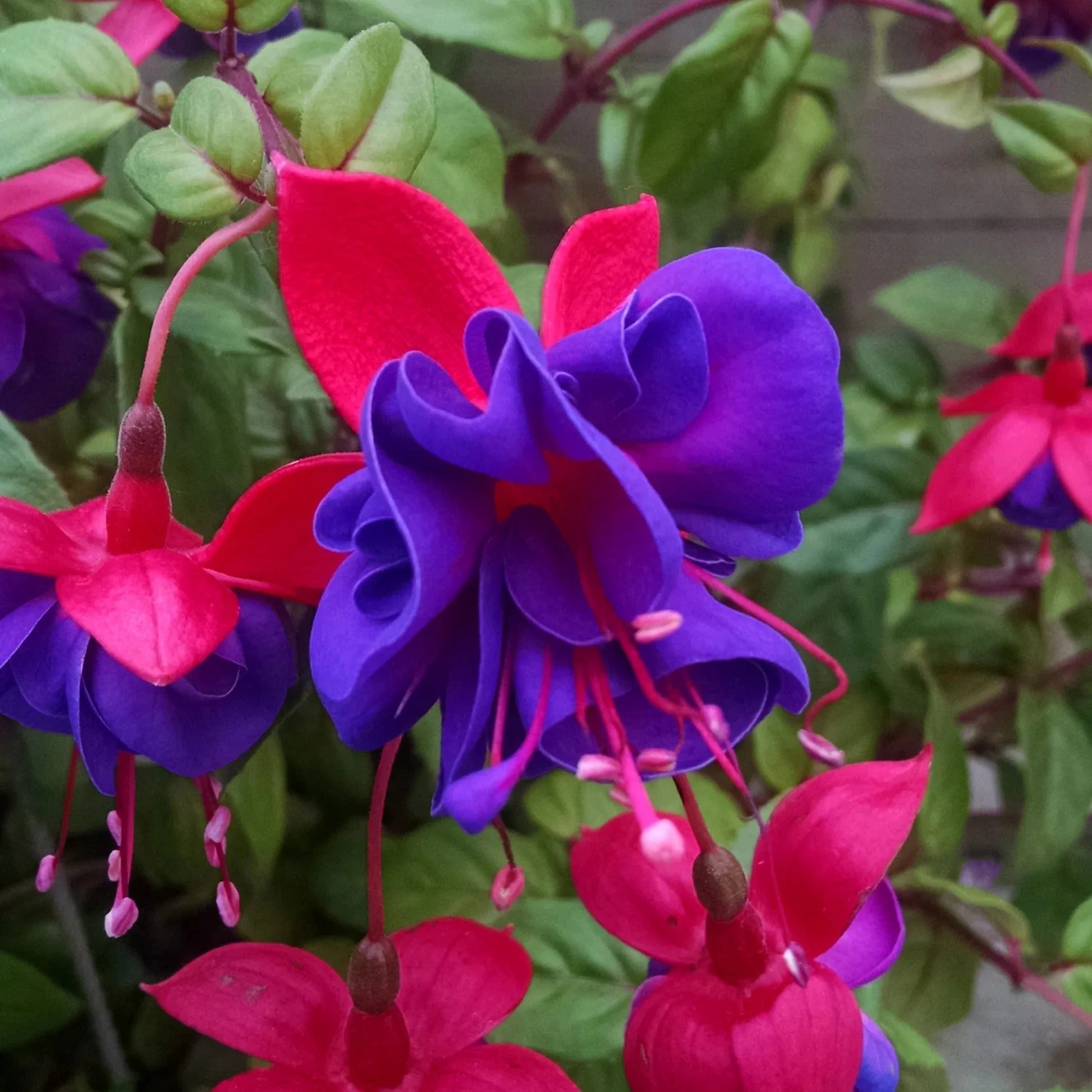 Purple Fuchsia Magellanica Flower seeds for Planting - Sun Loving, Heirloom & GMO Free Seeds for Home Garden
