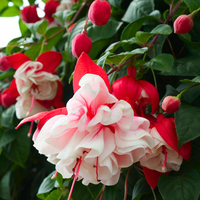 Fuchsia Flower seeds for Planting - Easy to Grow, Heirloom & GMO Free Seeds for Home Garden
 
 Sale for planting in home garden
