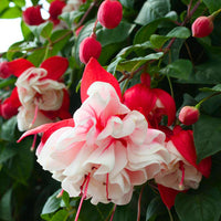 Red White Fuchsia Seeds Flower seeds for Planting - Shade Tolerant, Heirloom & GMO Free Seeds for Home Garden