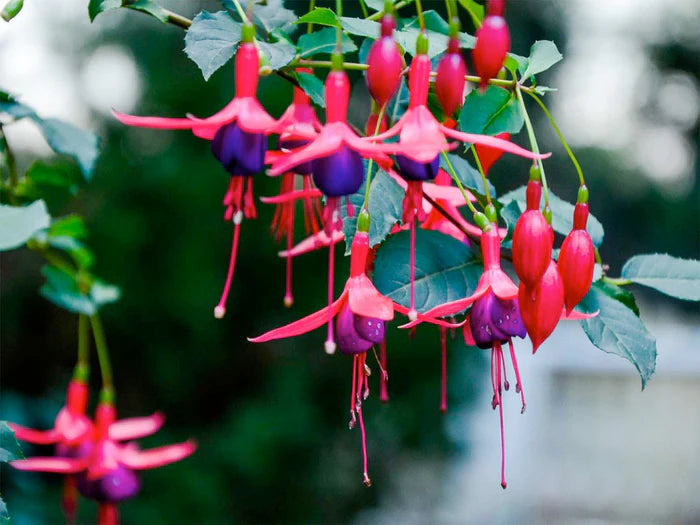 Pink Fuchsia Flower seeds for Planting - Pollinator Friendly, Heirloom & GMO Free Seeds for Home Garden