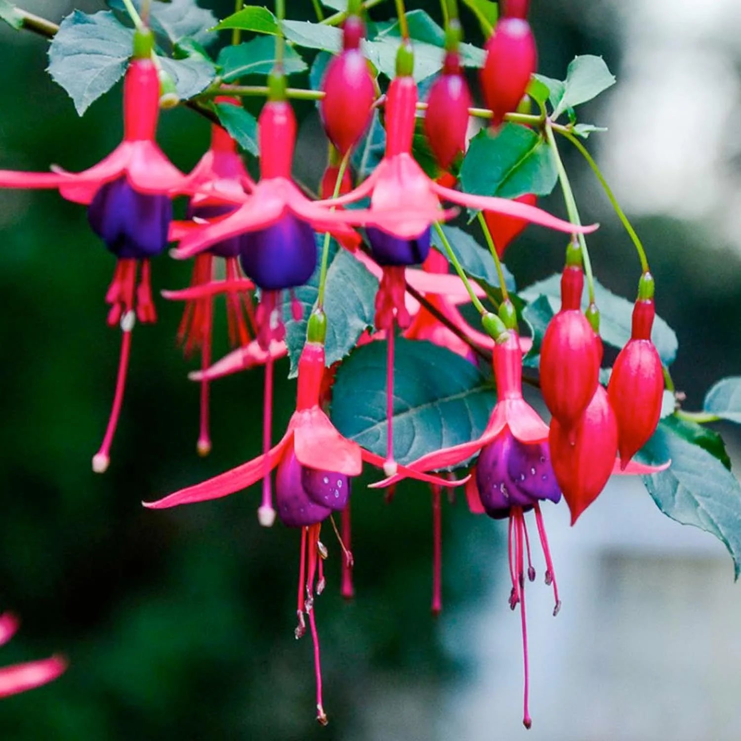 Fuchsia Perennial Flower seeds for Planting Garden Favorite Heirloom & GMO Free Seeds for Home Garden