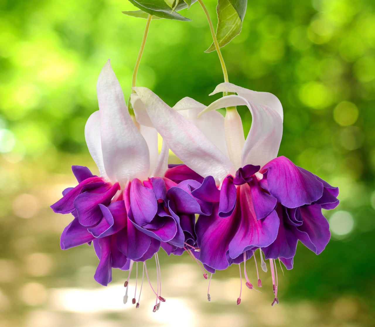Purple Fuchsia Flower seeds for Planting - Seasonal Bloomer, Heirloom & GMO Free Seeds for Home Garden