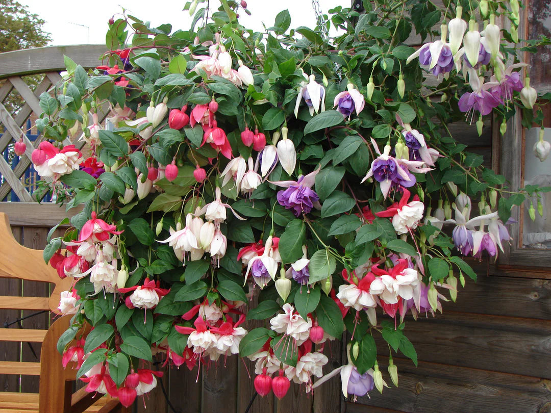 Red Pink Fuchsia Flower Seeds for Planting Garden Favorite Heirloom & GMO Free Seeds for Home Garden
 
 Sale