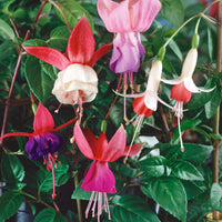 Purple White Fuchsias Flower seeds for Planting Drought Tolerant Heirloom & GMO Free Seeds for Home Garden 
 
 Sale