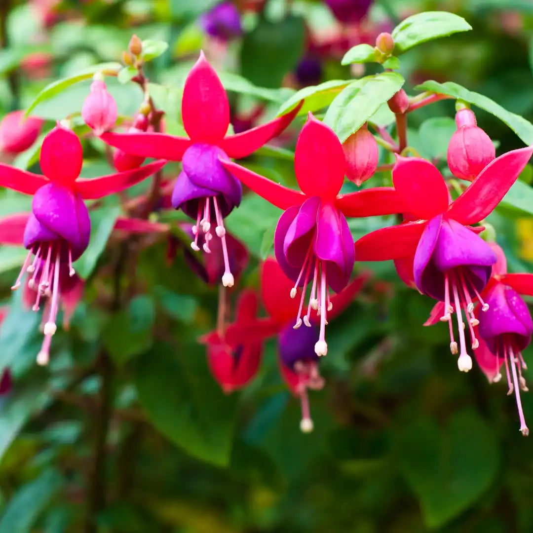 Purple Fuchsia Flower seeds for Planting Perfect for Borders Heirloom & GMO Free Seeds for Home Garden 
 
 Sale