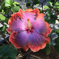 Purple Orange Hibiscus Flower seeds for Planting - Pollinator Friendly, Heirloom & GMO Free Seeds for Home Garden