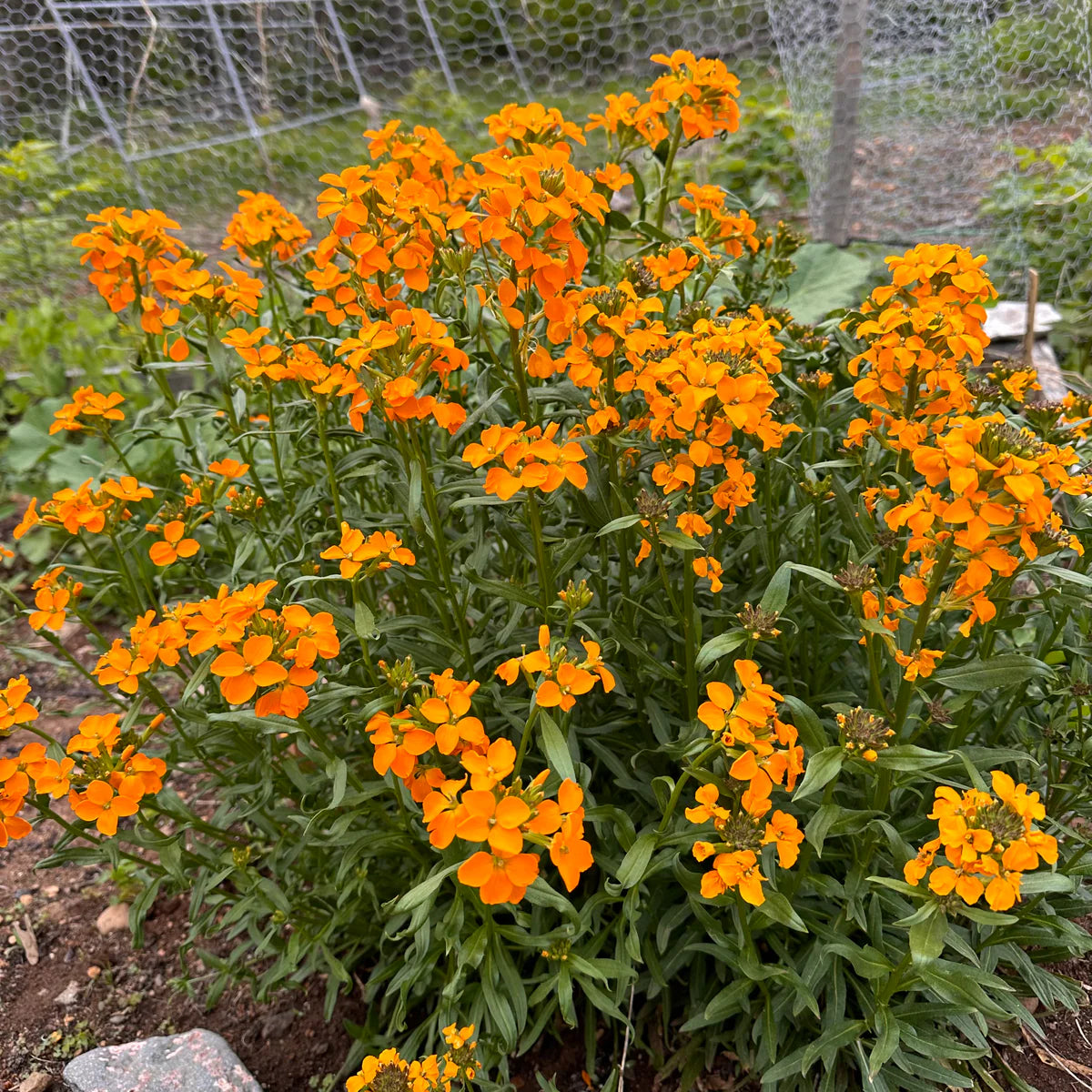 Siberian Flower seeds for Planting Low Maintenance Heirloom & GMO Free Seeds for Home Garden
