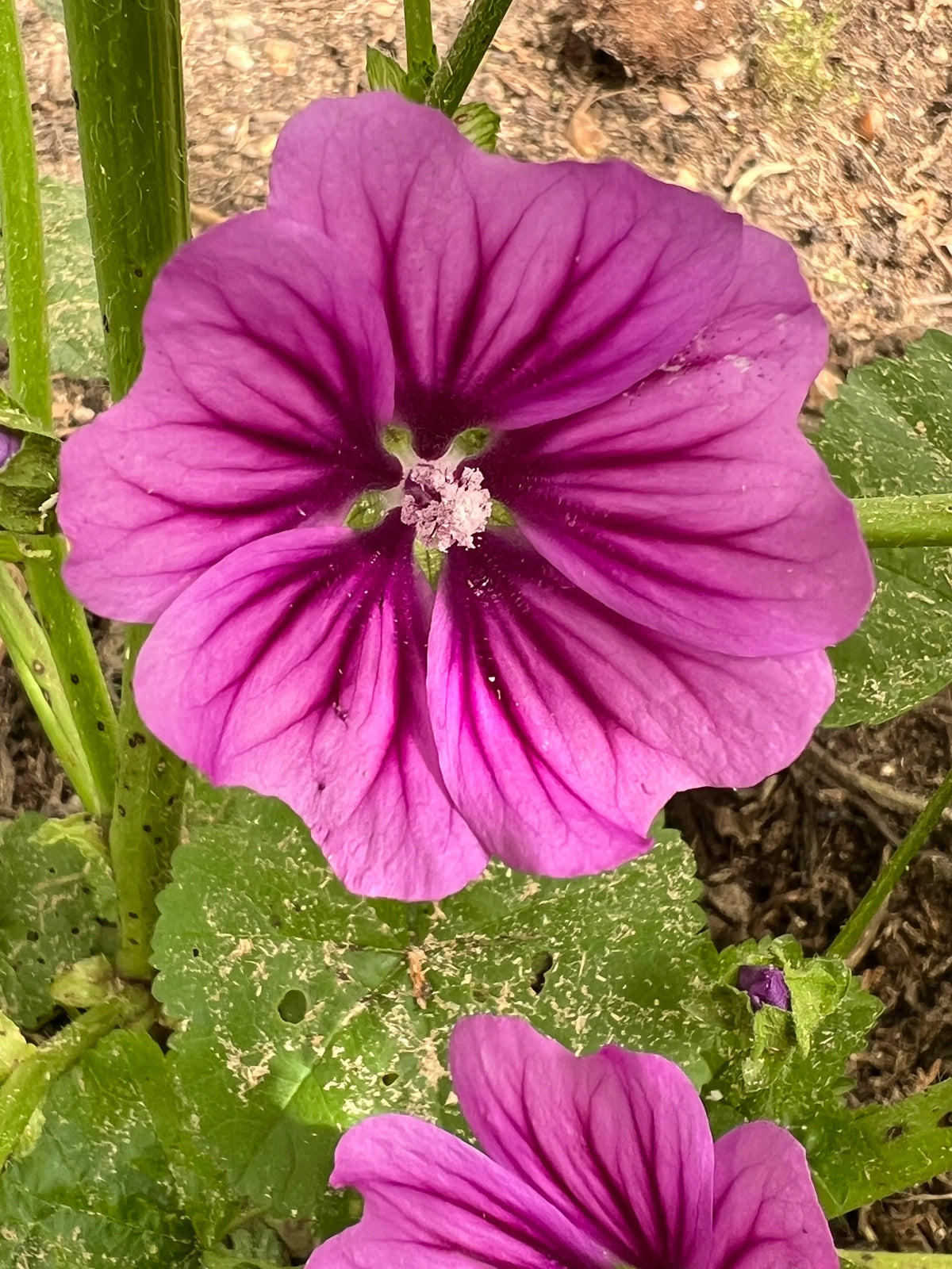 Mallow Flower seeds for Planting - Perfect for Borders, Heirloom & GMO Free Seeds for Home Garden
 
 Sale seeds for home garden