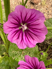 Mallow Flower seeds for Planting - Perfect for Borders, Heirloom & GMO Free Seeds for Home Garden
 
 Sale seeds for home garden