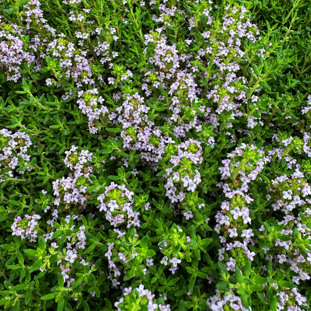 Pink Creeping Thyme Flower seeds for Planting Easy to Grow Heirloom & GMO Free Seeds for Home Garden