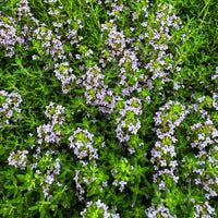 Pink Creeping Thyme Flower seeds for Planting Easy to Grow Heirloom & GMO Free Seeds for Home Garden