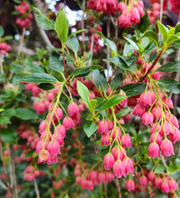 Enkianthus Campanulatus Flower seeds for Planting Drought Tolerant Heirloom & GMO Free Seeds for Home Garden
