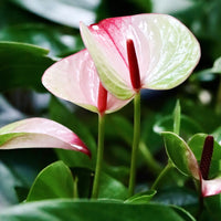 Anthurium Flower seeds for Planting Wildflower Mix Heirloom & GMO Free Seeds for Home Garden