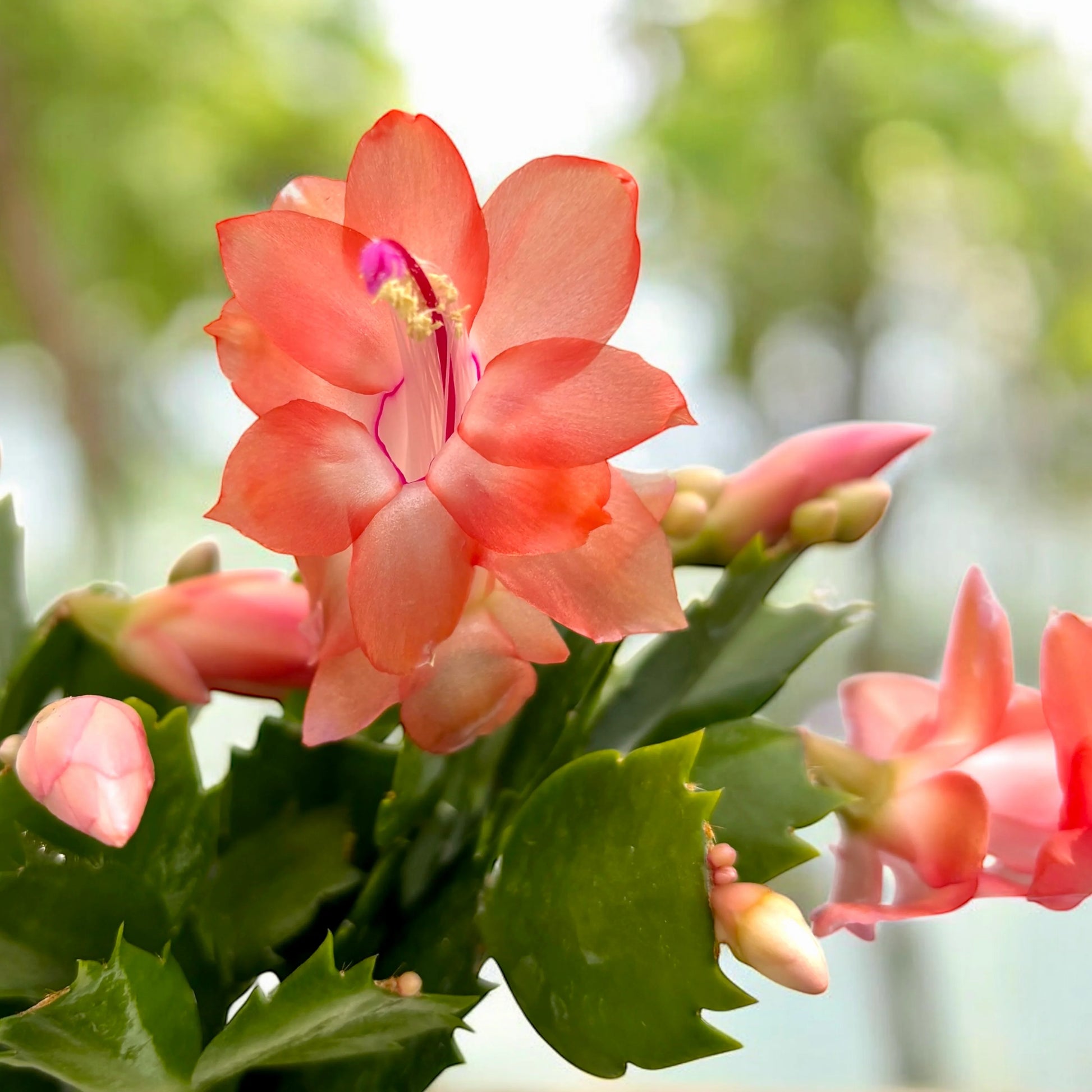 Schlumbergera Peach Flower seeds for Planting - Shade Tolerant, Heirloom & GMO Free Seeds for Home Garden