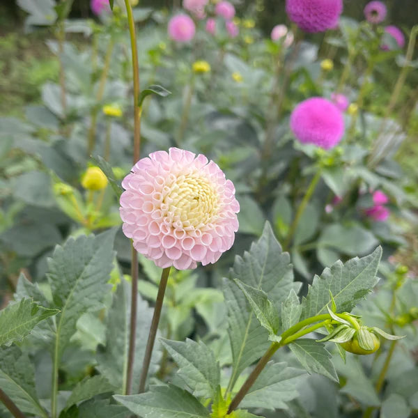 Pink Pompon Dahlia Flower seeds for Planting - Cottage Garden Essential, Heirloom & GMO Free Seeds for Home Garden