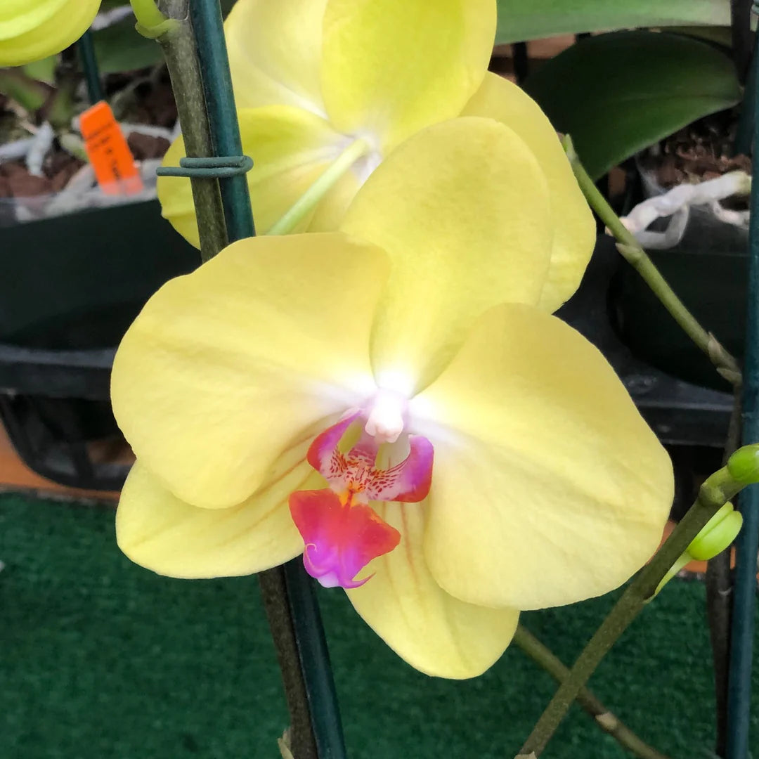 Yellow Phalaenopsis Orchid Flower seeds for Planting - Easy to Grow, Heirloom & GMO Free Seeds for Home Garden