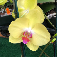 Yellow Phalaenopsis Orchid Flower seeds for Planting - Easy to Grow, Heirloom & GMO Free Seeds for Home Garden