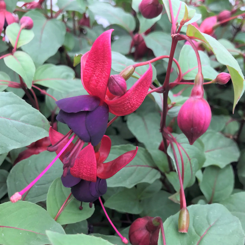 Black Green Fuchsia Flower seeds for Planting Cut Flower Favorite Heirloom & GMO Free Seeds for Home Garden