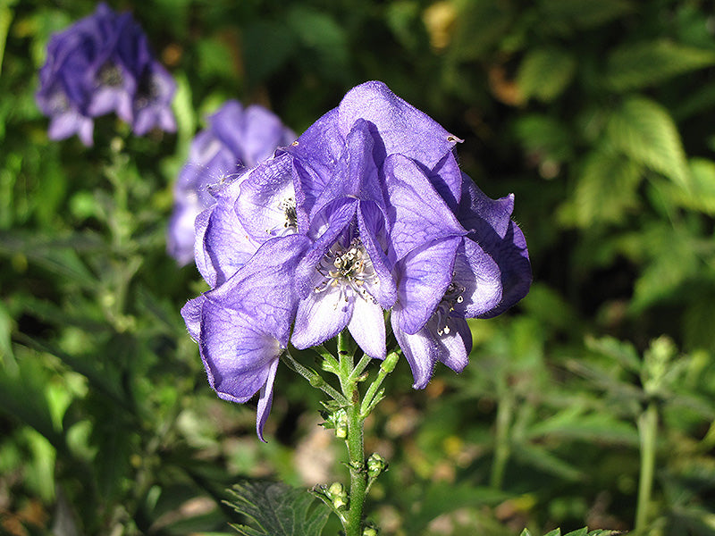 Blue Carmichaelii Flower seeds for Planting - Fragrant Blossoms, Heirloom & GMO Free Seeds for Home Garden