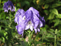 Blue Carmichaelii Flower seeds for Planting - Fragrant Blossoms, Heirloom & GMO Free Seeds for Home Garden