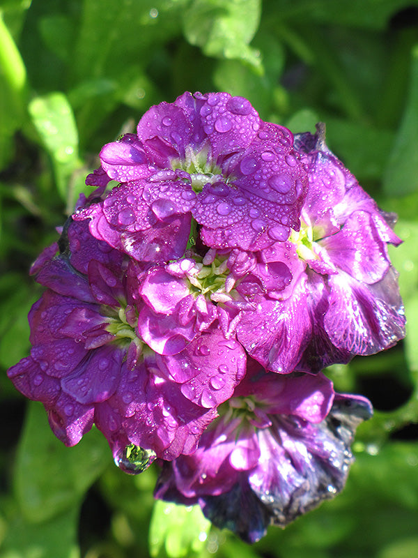 Purple Matthiola Flower seeds for Planting - Shade Tolerant, Heirloom & GMO Free Seeds for Home Garden