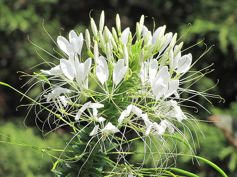 White Cleome Flower seeds for Planting - Long Bloom Season, Heirloom & GMO Free Seeds for Home Garden