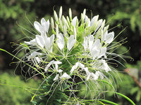 White Cleome Flower seeds for Planting - Long Bloom Season, Heirloom & GMO Free Seeds for Home Garden