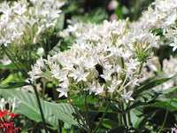 White Pentas Starla Flower Planting - Seeds for Brightening Your Garden with Stunning Blooms