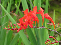 Red Crocosmia Lucifer Flower seeds for Planting Drought Tolerant Heirloom & GMO Free Seeds for Home Garden 
 
 Sale