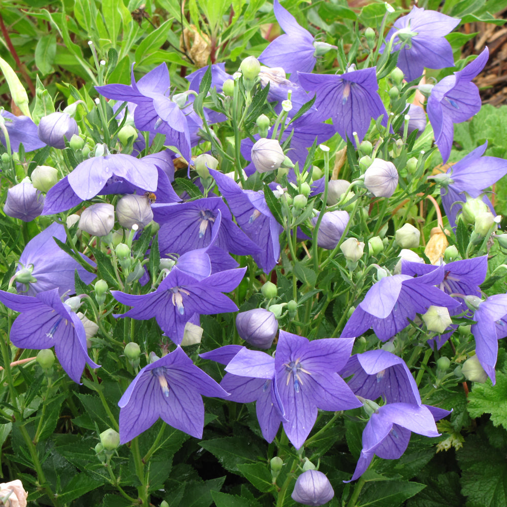 Balloon Goluboy Flower seeds for Planting Premium Quality Heirloom & GMO Free Seeds for Home Garden