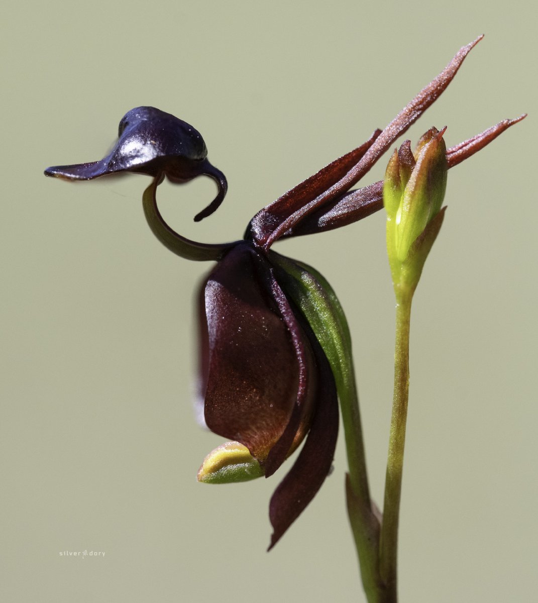 Flying Duck Orchid Seeds Flower seeds for Planting Easy to Grow Heirloom & GMO Free Seeds for Home Garden