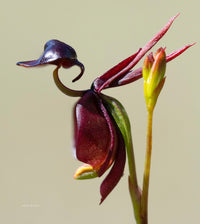 Flying Duck Orchid Seeds Flower seeds for Planting Easy to Grow Heirloom & GMO Free Seeds for Home Garden