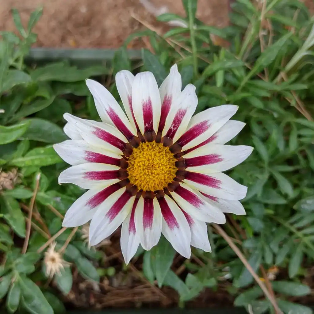 White Purple Gazania Flower seeds for Planting - Perfect for Borders, Heirloom & GMO Free Seeds for Home Garden