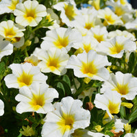 White Yellow Frostfire Flower seeds for Planting - Hardy Variety, Heirloom & GMO Free Seeds for Home Garden