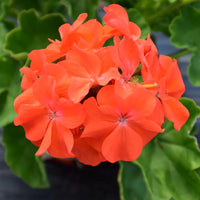 Geranium Flower Seed Flower seeds for Planting Premium Quality Heirloom & GMO Free Seeds for Home Garden