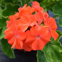 Orange Geranium Flower seeds for Planting - Vibrant Colors, Heirloom & GMO Free Seeds for Home Garden
 
 Sale for planting in home garden