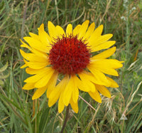 Yellow Gaillardia Flower seeds for Planting - Garden Favorite, Heirloom & GMO Free Seeds for Home Garden