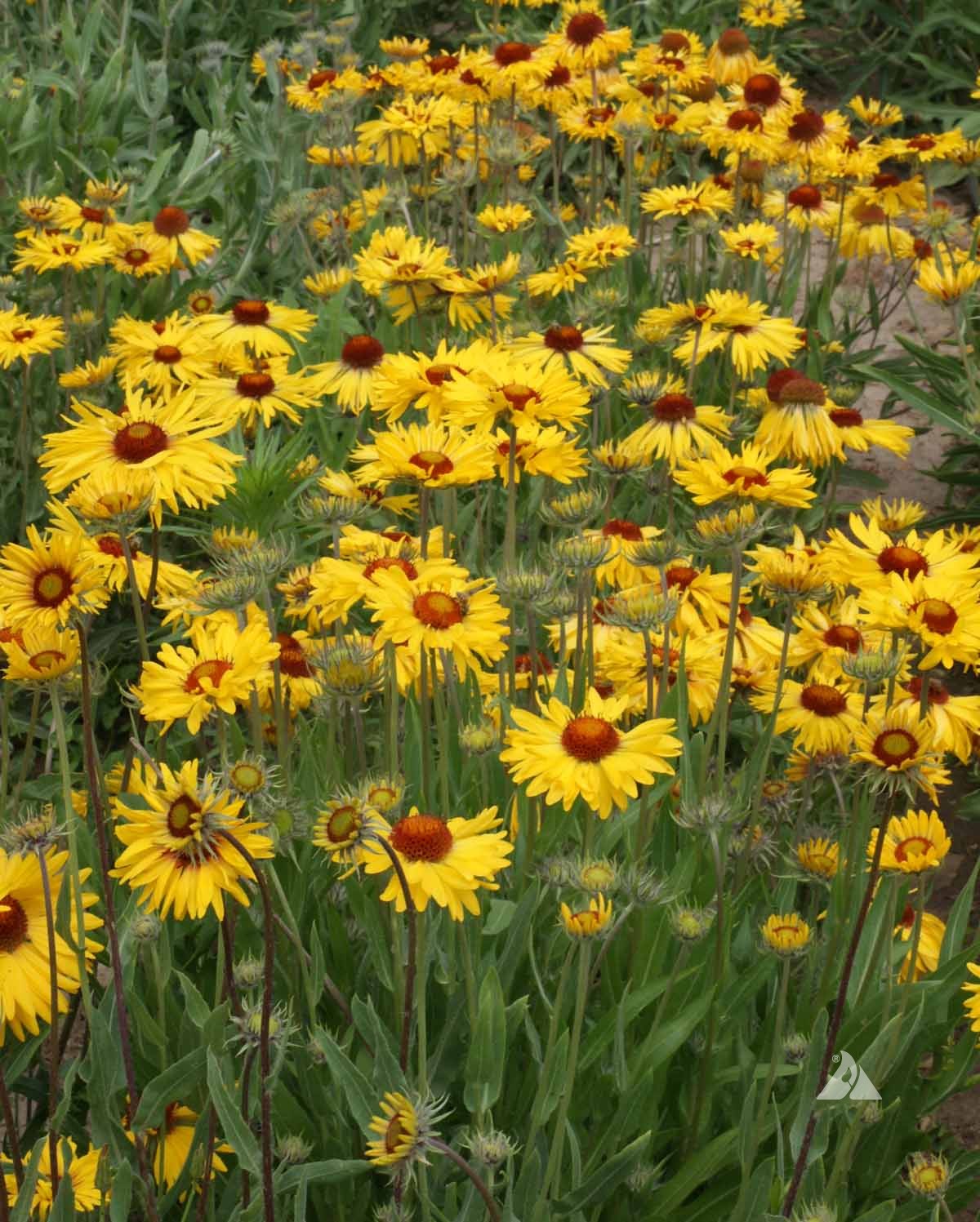 Yellow Gaillardia Flower seeds for Planting - Garden Favorite, Heirloom & GMO Free Seeds for Home Garden