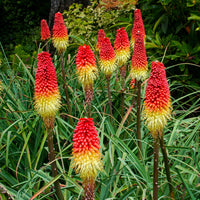 Red Yellow Kniphofia Flower seeds for Planting - Long Bloom Season, Heirloom & GMO Free Seeds for Home Garden