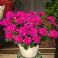 Lavender Geranium Flower seeds for Planting - Hardy Variety, Heirloom & GMO Free Seeds for Home Garden